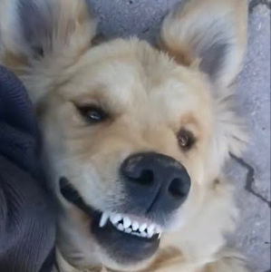 Meet your Posher, Jackson